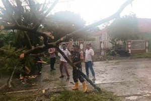 Tampak petugas sedang membersihkan 2 pohon besar yang tumbang mengalangi jalan.